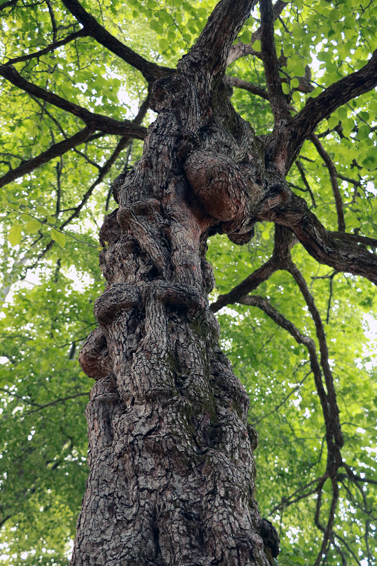 Link to the Trees Gallery page